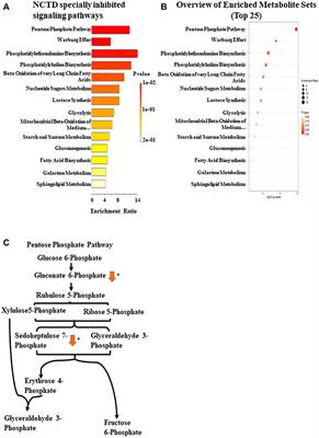 Norcantharidin overcomes vemurafenib resistance in melanoma by inhibiting pentose phosphate pathway and lipogenesis via downregulating the mTOR pathway